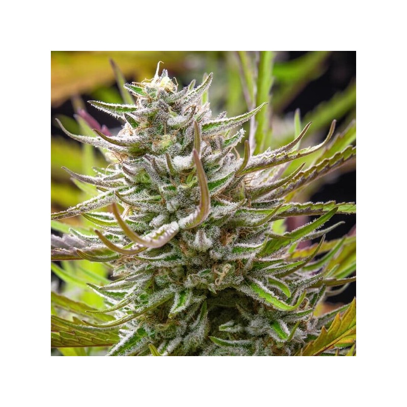 Mimosa semi cannabis Royal Queen Seeds