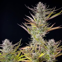 Mimosa semi cannabis Royal Queen Seeds