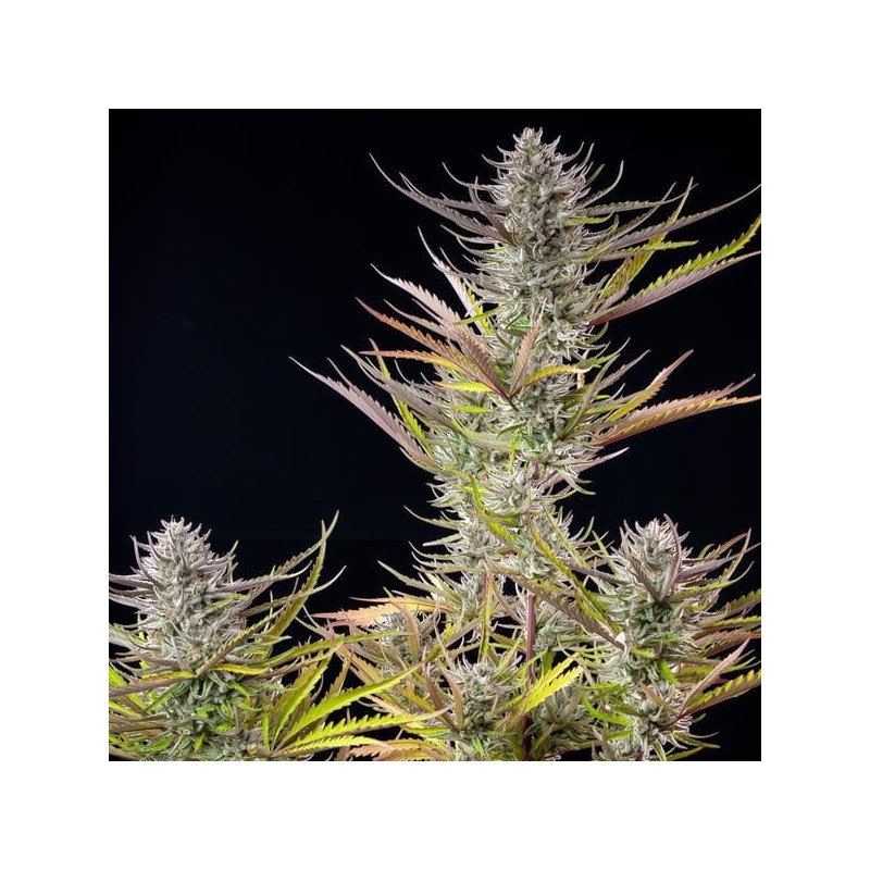 Mimosa semi cannabis Royal Queen Seeds
