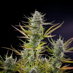 Mimosa semi cannabis Royal Queen Seeds