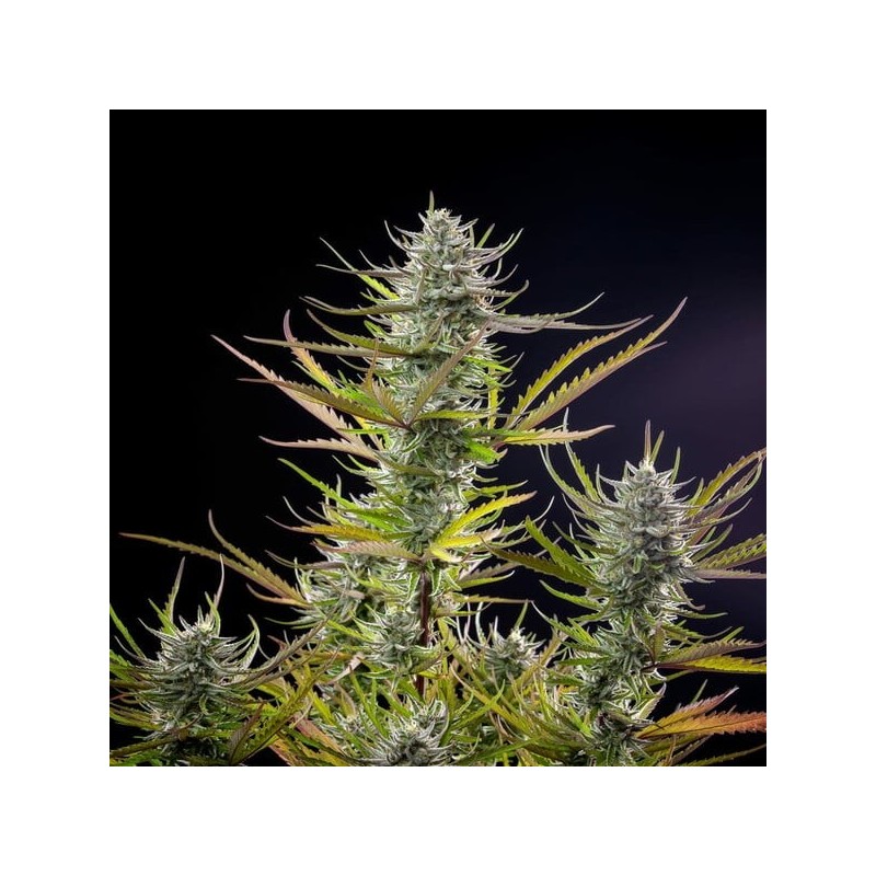 Mimosa semi cannabis Royal Queen Seeds