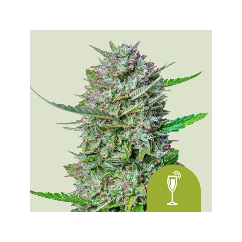 Mimosa Auto semi cannabis Royal Queen Seeds