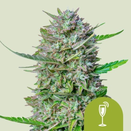 Mimosa Auto semi cannabis Royal Queen Seeds