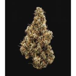 Mimosa Auto semi cannabis Royal Queen Seeds