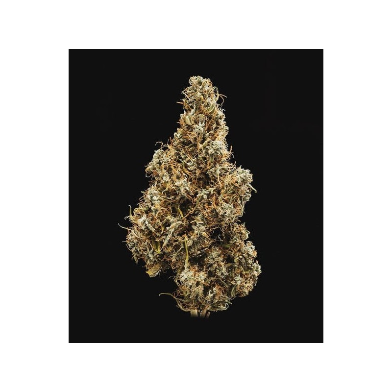 Mimosa Auto semi cannabis Royal Queen Seeds