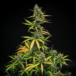 Mimosa Auto semi cannabis Royal Queen Seeds