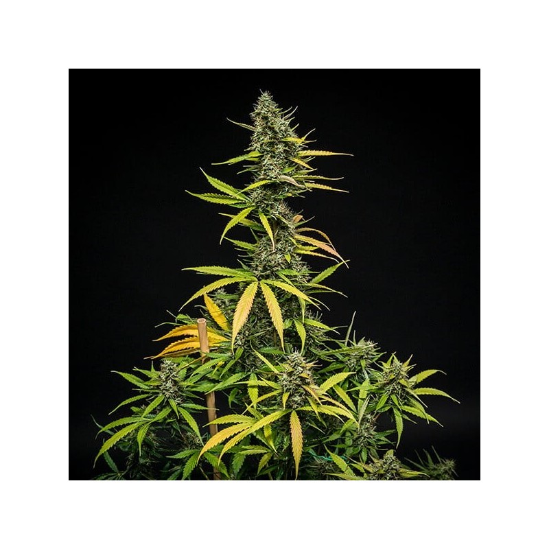 Mimosa Auto semi cannabis Royal Queen Seeds