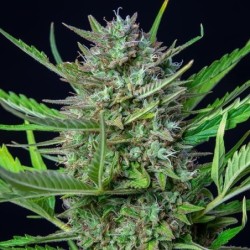 Mimosa Auto semi cannabis Royal Queen Seeds