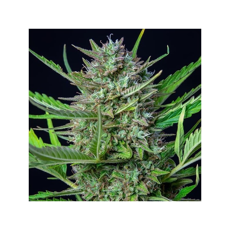 Mimosa Auto semi cannabis Royal Queen Seeds