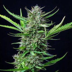 Mimosa Auto semi cannabis Royal Queen Seeds