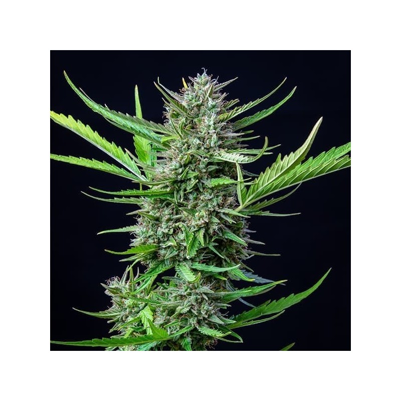Mimosa Auto semi cannabis Royal Queen Seeds