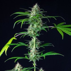 Mimosa Auto semi cannabis Royal Queen Seeds