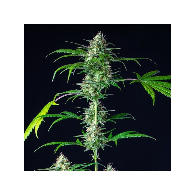 Mimosa Auto semi cannabis Royal Queen Seeds