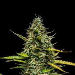 Mimosa Auto semi cannabis Royal Queen Seeds