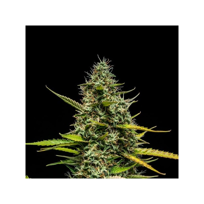 Mimosa Auto semi cannabis Royal Queen Seeds