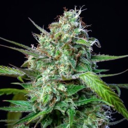 Mimosa Auto semi cannabis Royal Queen Seeds