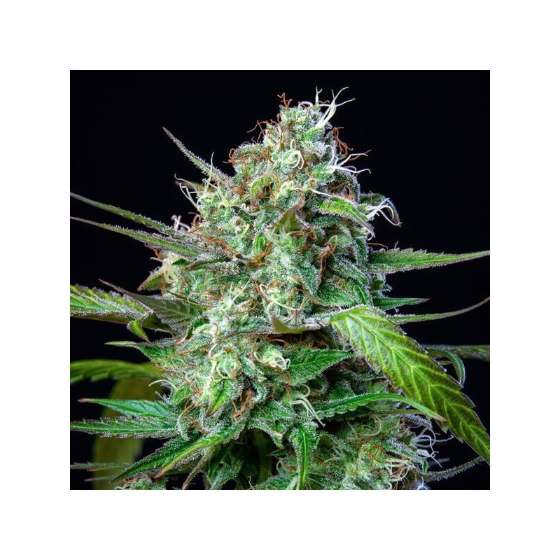 Mimosa Auto semi cannabis Royal Queen Seeds
