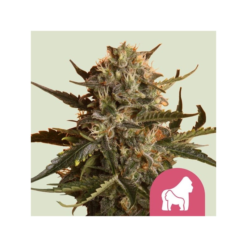 Mother Gorilla semi cannabis Royal Queen Seeds