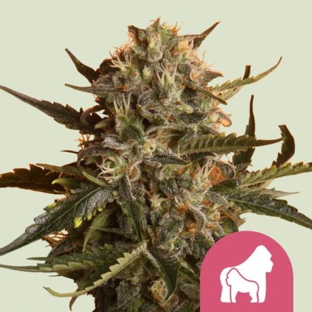 Mother Gorilla semi cannabis Royal Queen Seeds