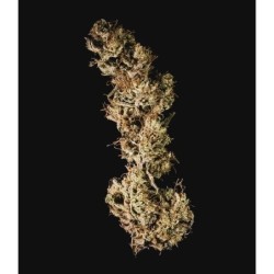 Mother Gorilla semi cannabis Royal Queen Seeds