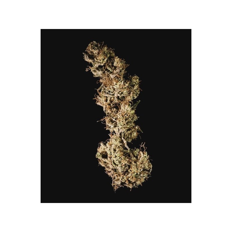 Mother Gorilla semi cannabis Royal Queen Seeds
