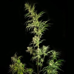 Mother Gorilla semi cannabis Royal Queen Seeds