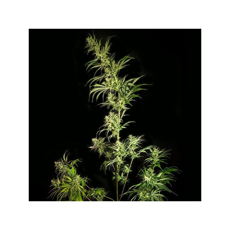 Mother Gorilla semi cannabis Royal Queen Seeds