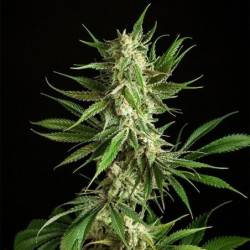 Mother Gorilla semi cannabis Royal Queen Seeds
