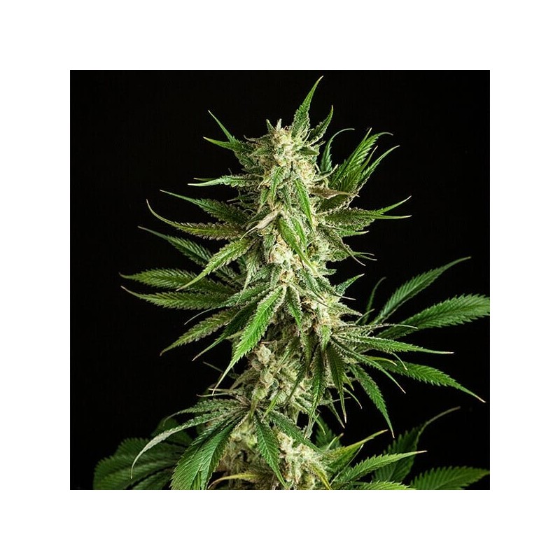 Mother Gorilla semi cannabis Royal Queen Seeds