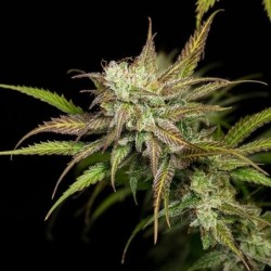 Mother Gorilla semi cannabis Royal Queen Seeds