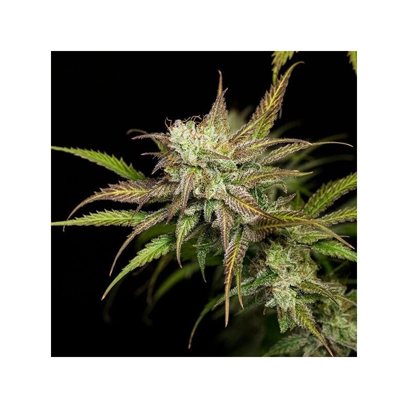 Mother Gorilla semi cannabis Royal Queen Seeds