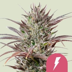 North Thunderfuck semi cannabis Royal Queen Seeds