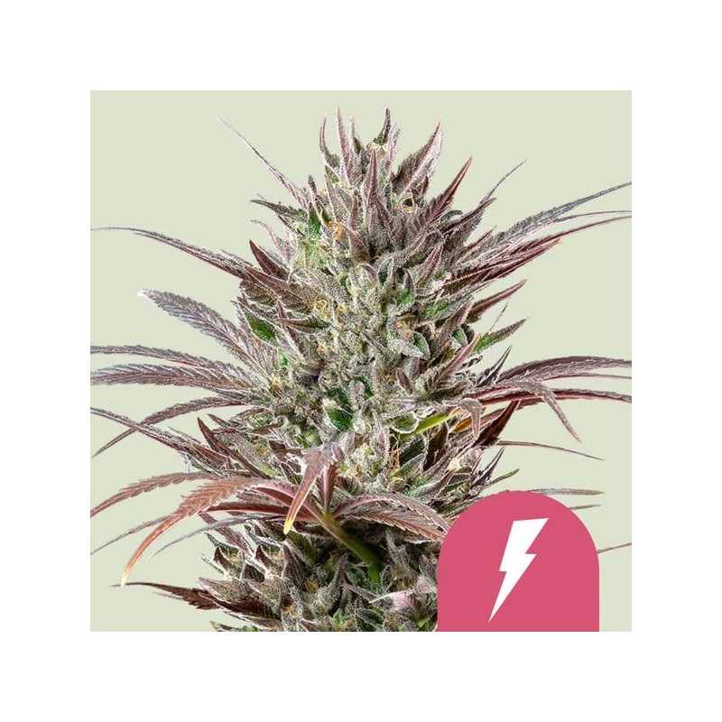 North Thunderfuck semi cannabis Royal Queen Seeds