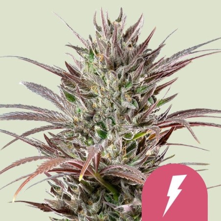 North Thunderfuck semi cannabis Royal Queen Seeds