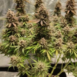 North Thunderfuck semi cannabis Royal Queen Seeds