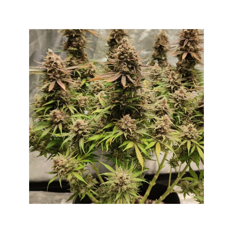 North Thunderfuck semi cannabis Royal Queen Seeds