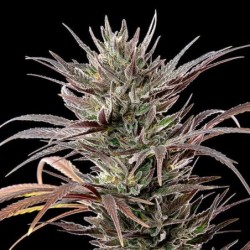 North Thunderfuck semi cannabis Royal Queen Seeds