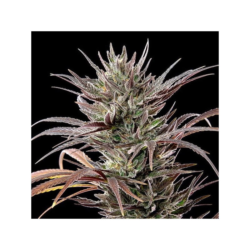 North Thunderfuck semi cannabis Royal Queen Seeds