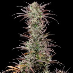 North Thunderfuck semi cannabis Royal Queen Seeds