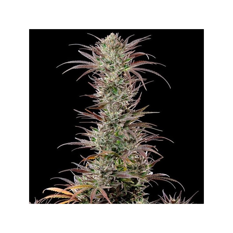 North Thunderfuck semi cannabis Royal Queen Seeds
