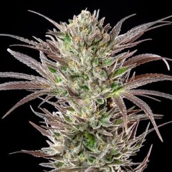 North Thunderfuck semi cannabis Royal Queen Seeds
