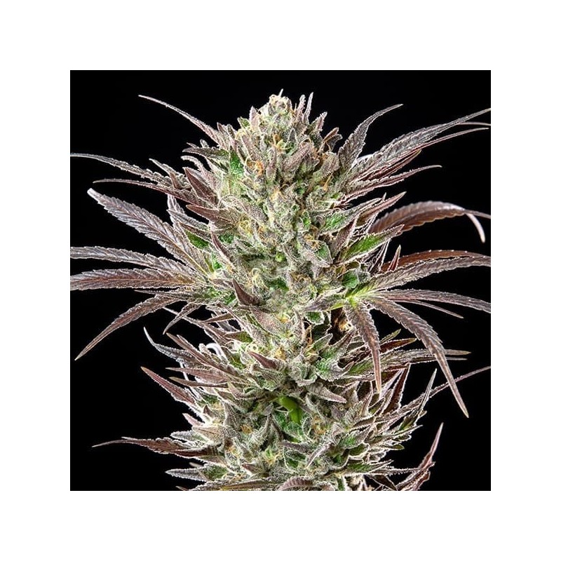 North Thunderfuck semi cannabis Royal Queen Seeds