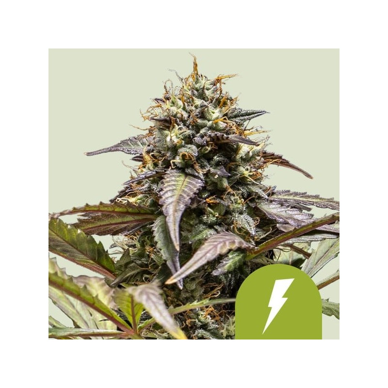 North Thunderfuck Auto semi cannabis Royal Queen Seeds