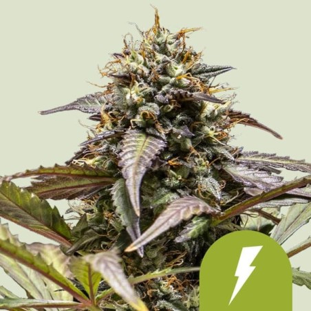 North Thunderfuck Auto semi cannabis Royal Queen Seeds