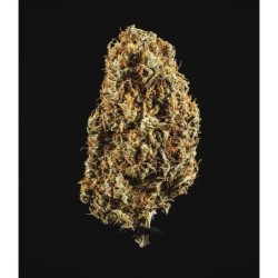 North Thunderfuck Auto semi cannabis Royal Queen Seeds