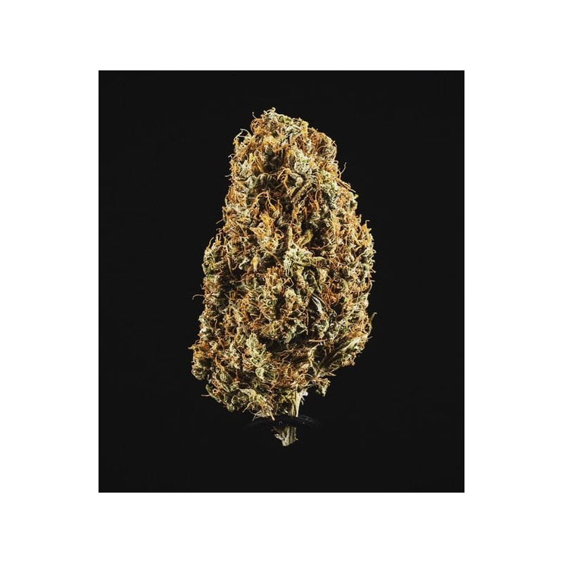 North Thunderfuck Auto semi cannabis Royal Queen Seeds
