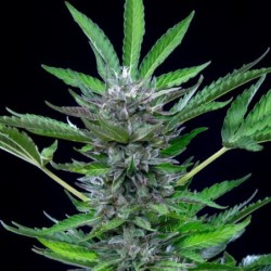 North Thunderfuck Auto semi cannabis Royal Queen Seeds
