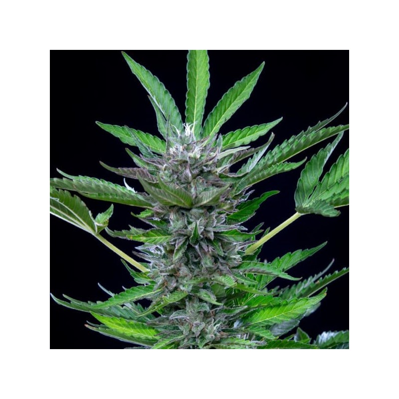 North Thunderfuck Auto semi cannabis Royal Queen Seeds
