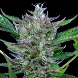 North Thunderfuck Auto semi cannabis Royal Queen Seeds