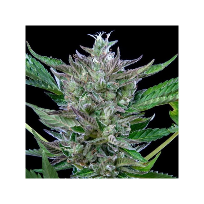 North Thunderfuck Auto semi cannabis Royal Queen Seeds